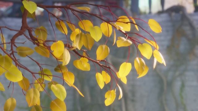 Кубики Дружбы Хор Ангельских Голосов