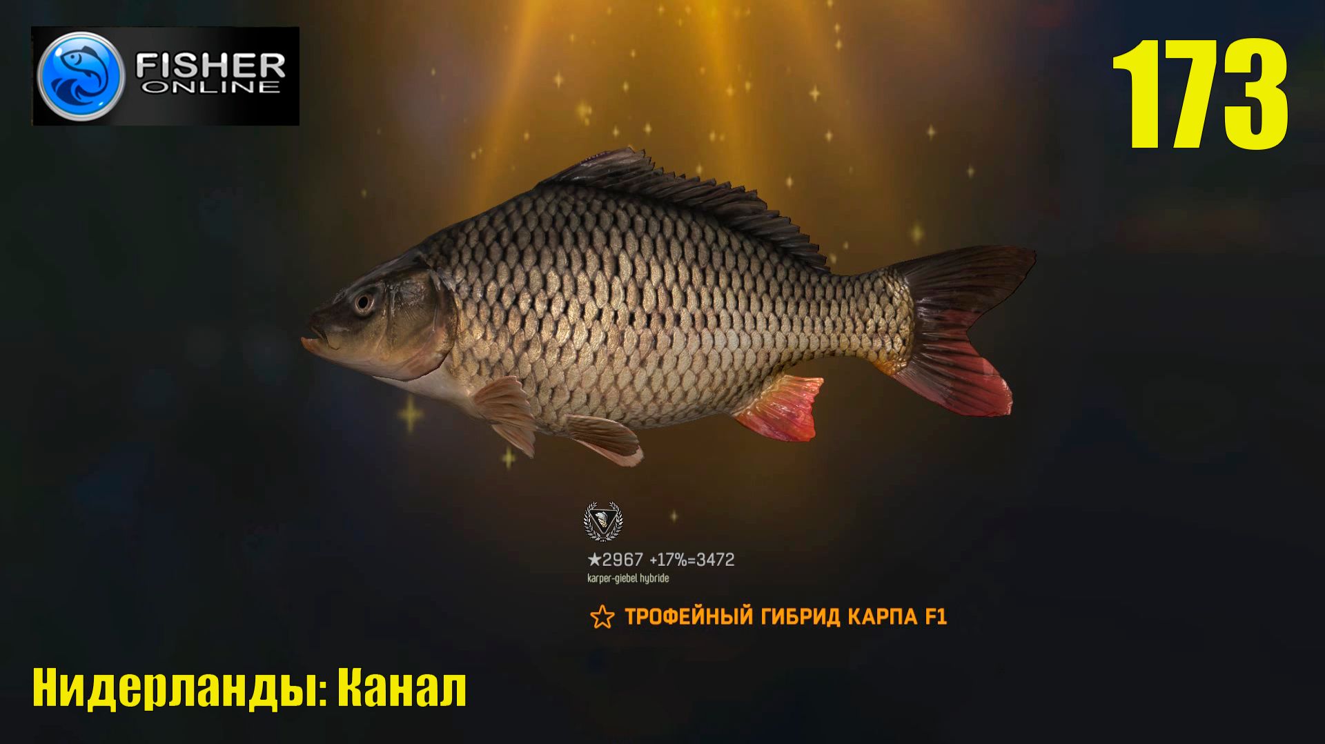 #173 Нидерланды: канал ч16 Путь к серебру: гибрид карпа F1. Снасти, наживка, прикорм.  Fisher Online