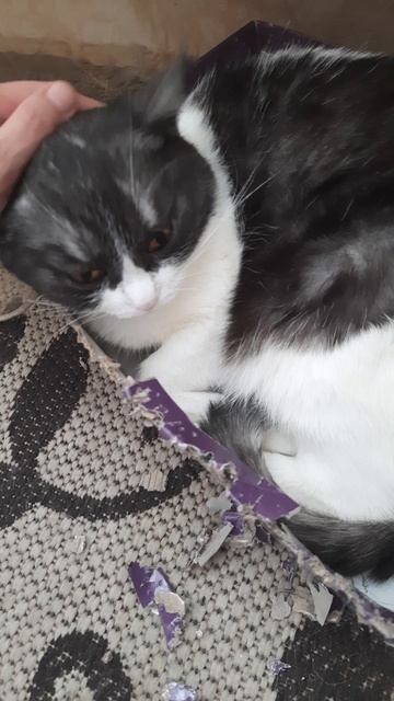 Бетти против коробочки. 10 марта 2026