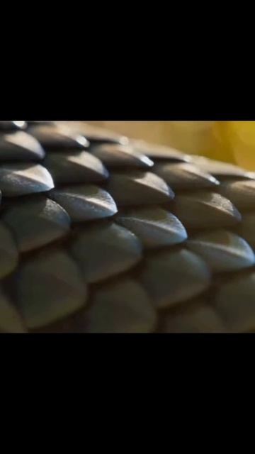 #дикиеживотные #фаунамира #природоохранные #дикиепитомцы #диковинныеживотные