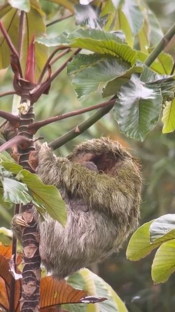 ну что за милота 😍
#ленивец #животные #топ #рек #милота #малыш #мама