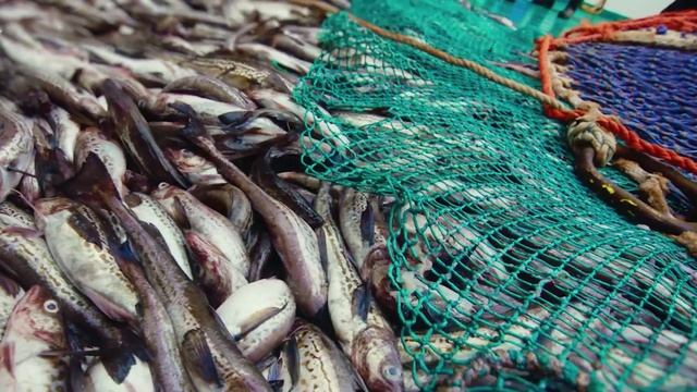 Охотоморская путина-2026:освоение основного промыслового объекта минтая приблизилось к 600 тыс.тонн