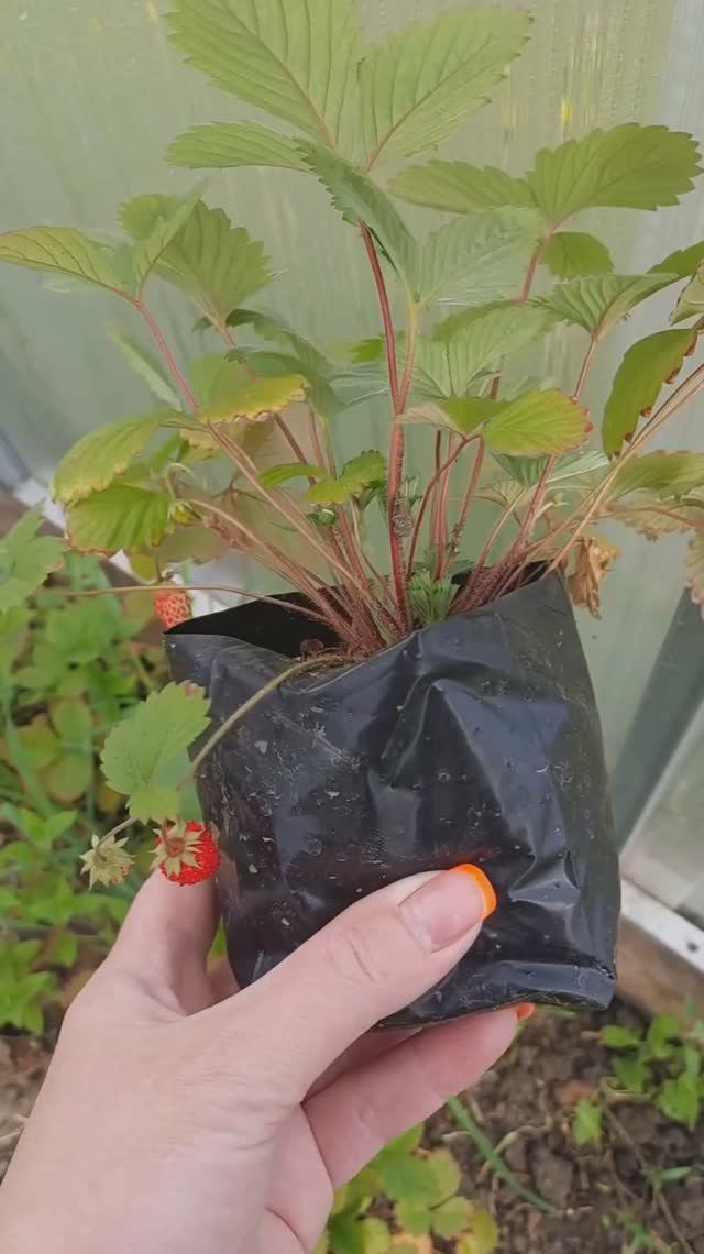 Земляника мелкоплодная ремонтантная из семян 🌱Посев в Феврале-Марте..