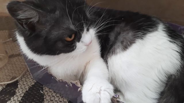 Бетти кушает коробочку, игра такая 10-03-2026