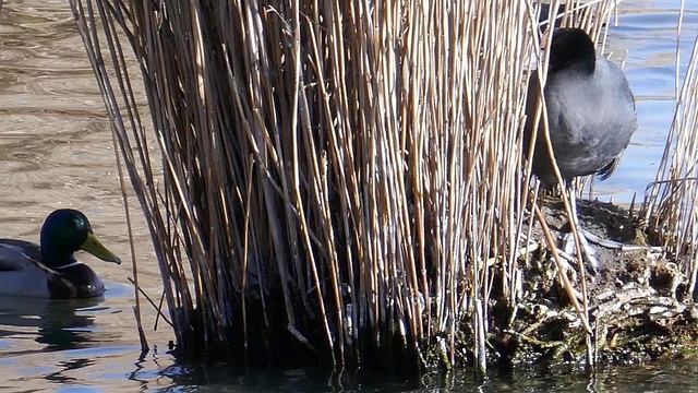 Весна пришла,весне дорогу_10.03.2026г