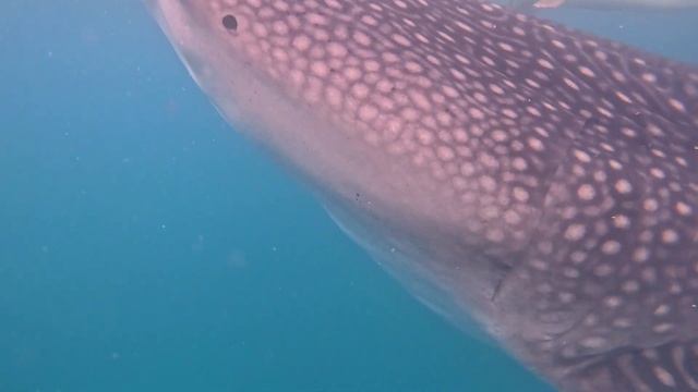 То самое видео с Go Pro где мы ныряем с китовыми акулами.