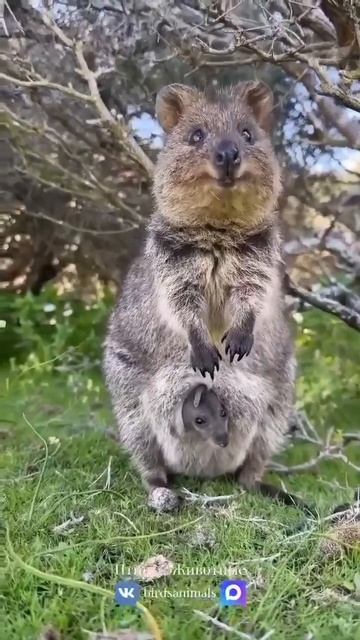 квокка

#животные #милота #топ #рек #малыш ##чудо