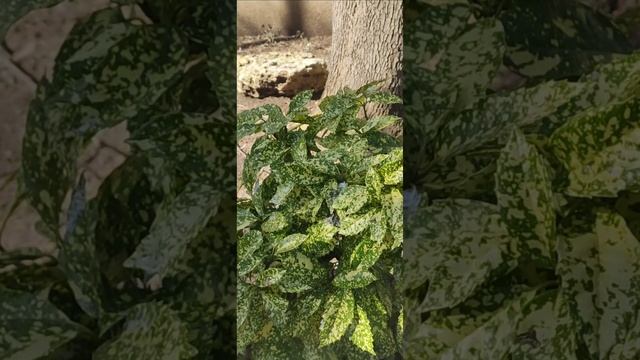 Храм возле Аквамарина...