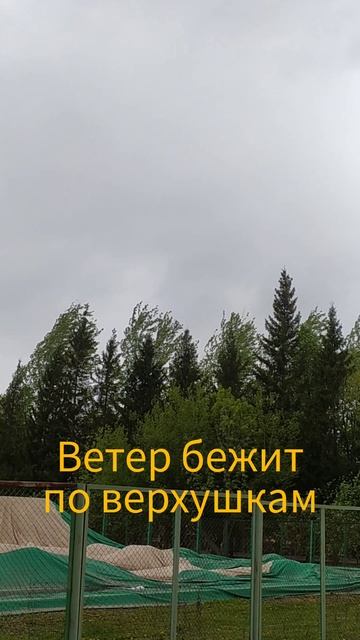 Ветер бежит по верхушкам