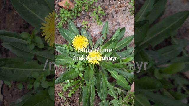 Одуванчик ((Зухайр)