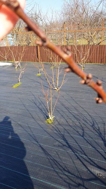 Абрикосы. Разница в начале распускания почек. 11 марта 2026 г.