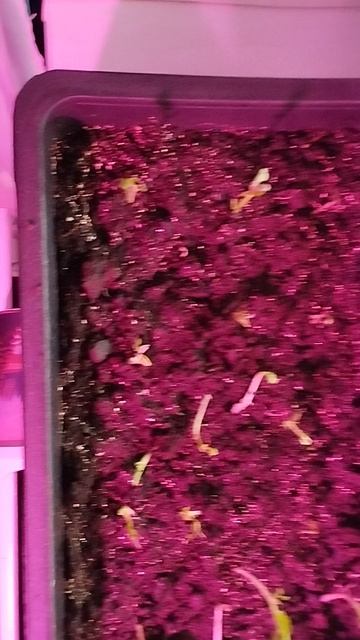 Пересаженный горох