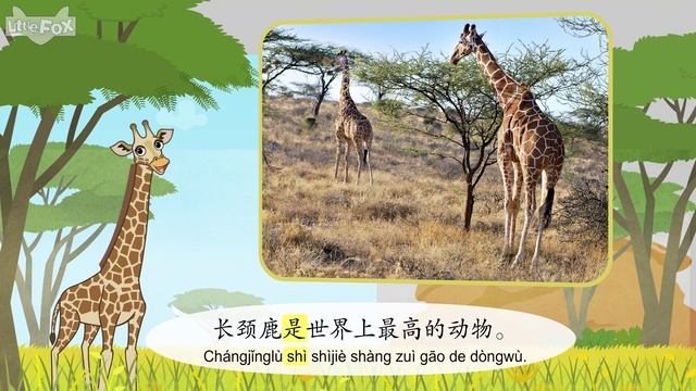 Знакомимся с животными. Часть 2. (Китайский язык)