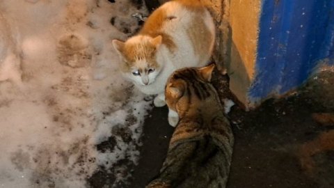 Мартовские коты. Не дают спать.