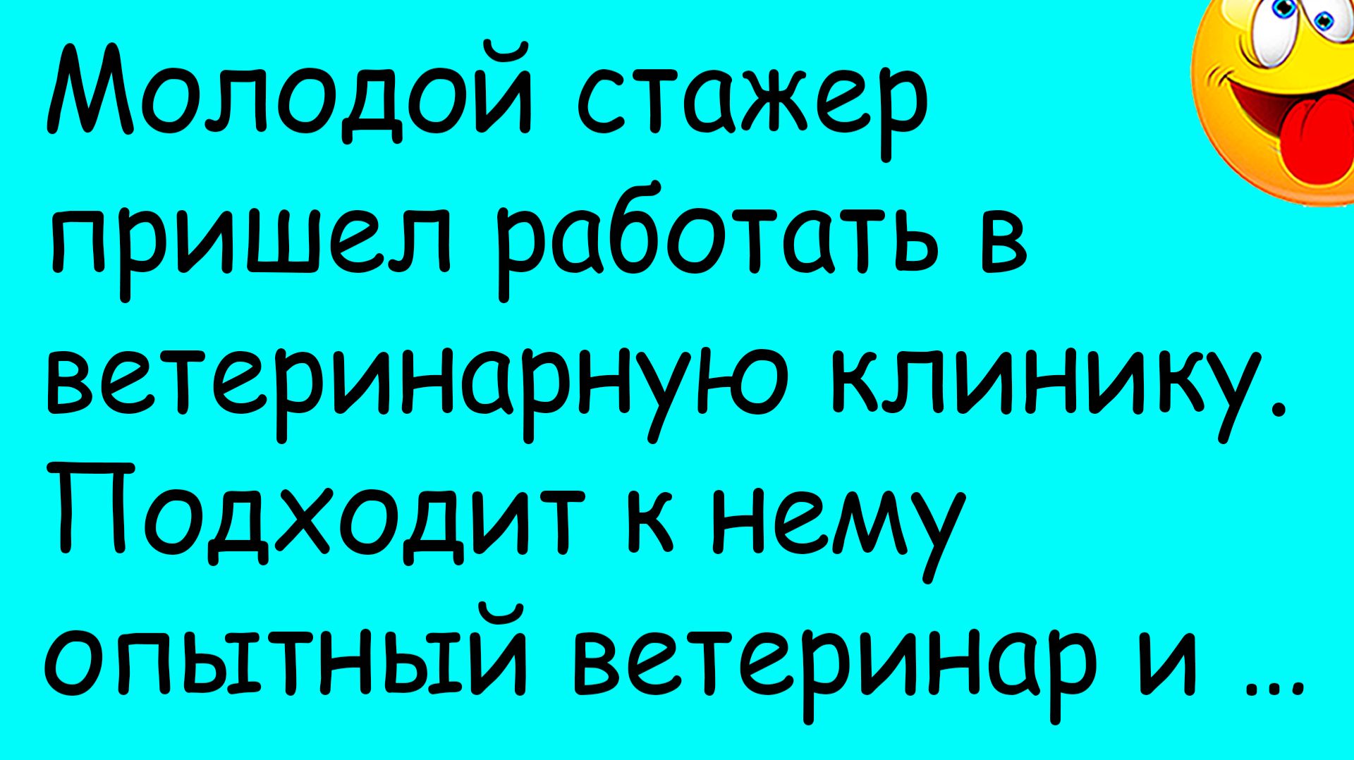 Смешная история из жизни про стажёра-ветринара и коня