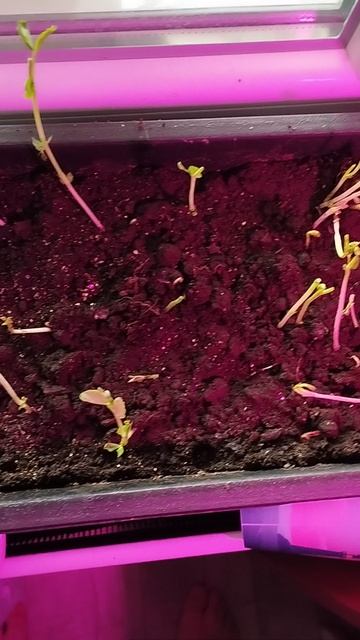 Выживание гороха