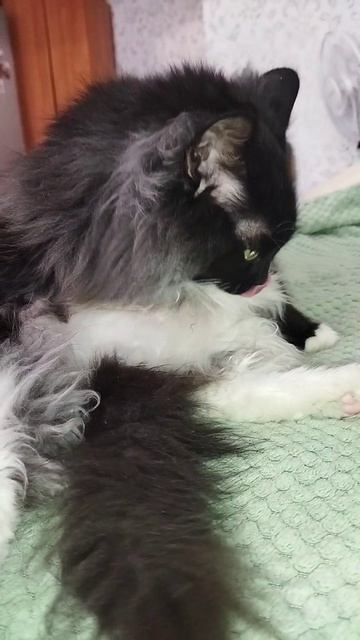 мишка 🐈🐱🐈