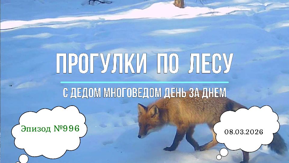 Прогулки по лесу. День за днем с дедом Многоведом. 8 марта 2026г. Эпизод 996.