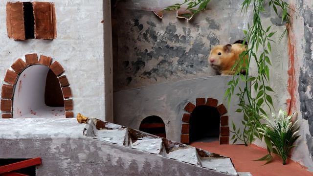 Лабиринт - город для хомяка.