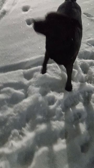 Команда назад!