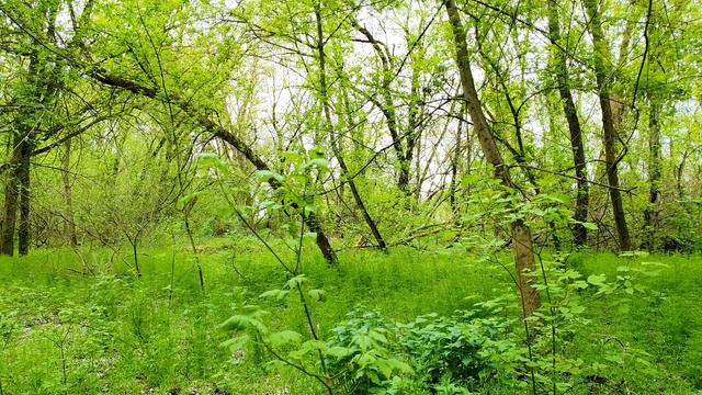 Sounds Of The Spring Forest: Bright Greenery And Birdsong