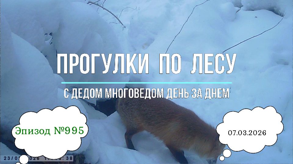 Прогулки по лесу. День за днем с дедом Многоведом. 7 марта 2026г. Эпизод 995.