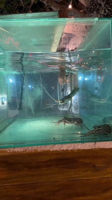 Мальдивы, лангуст