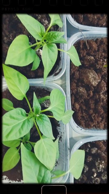 Перец острый красный