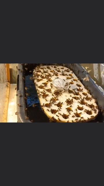 Тёплая Поилка Для Пчёл Бурный старт!!!