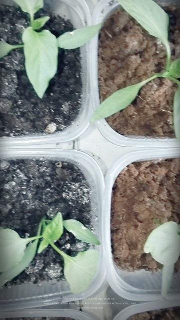 Перец Палермо