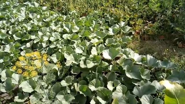 Дача 6 соток. Дыни и арбузы привитые на различные подвои.