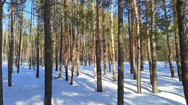 Природа. В зимний лес пришла весна