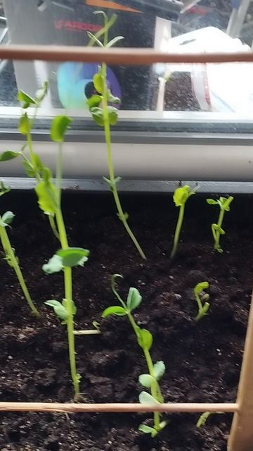 Жизнь горошка.