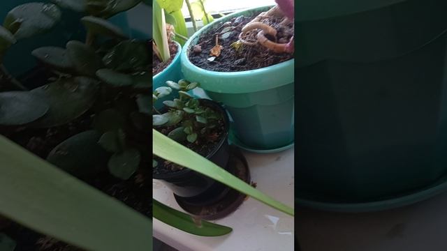 у дракончика целая жизнь впереди, чтобы выжить.