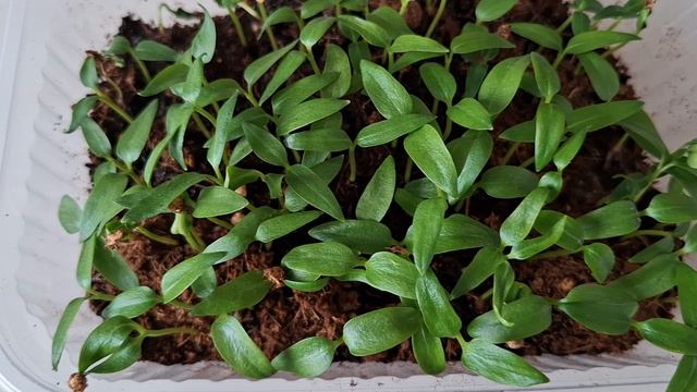 ВЕСНА 2026. МОЯ РАССАДА.