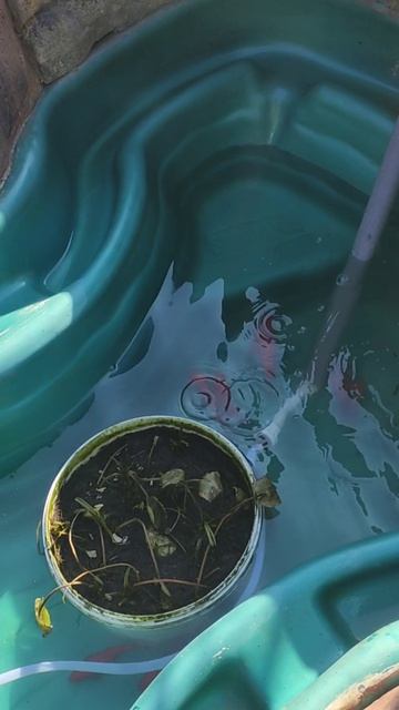 Перевод пруда на летнюю эксплуатацию!)...