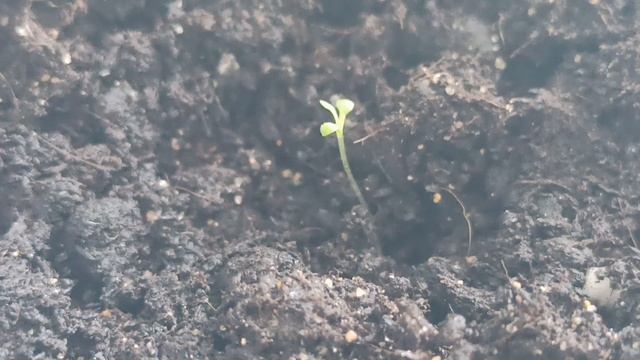 Петунья! 14 марта.