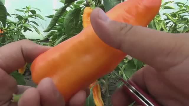 Сибирский перец? Что это?