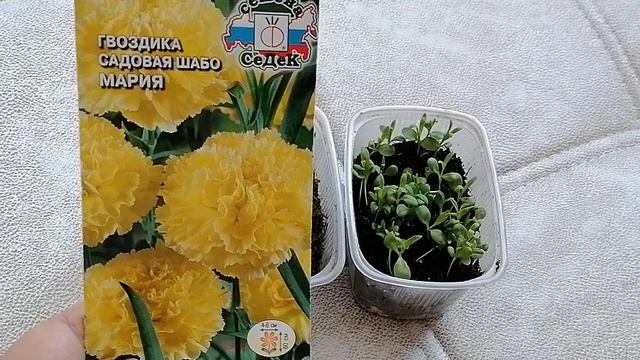 Гвоздика Шабо.