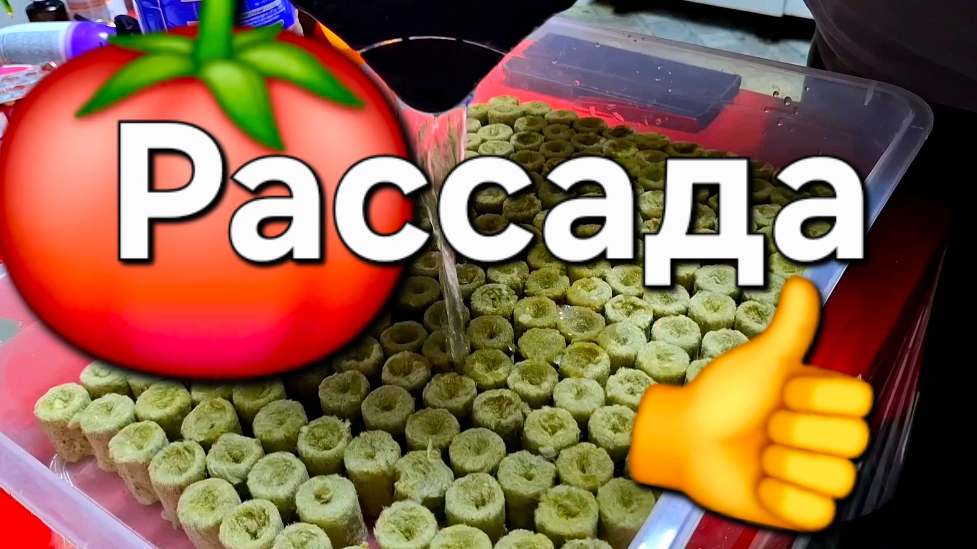 Проращиваем рассаду из семечек