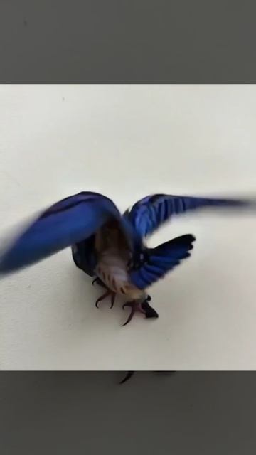 InShot_20260315_121532233