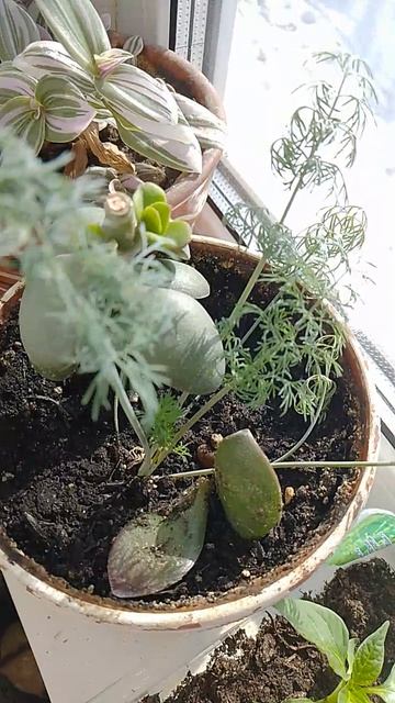 Что на моём окошке.