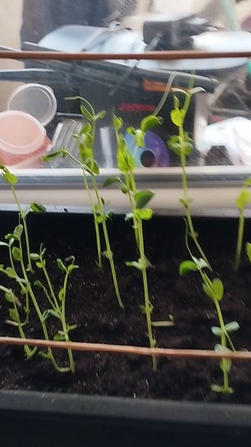 Жизнь горошка