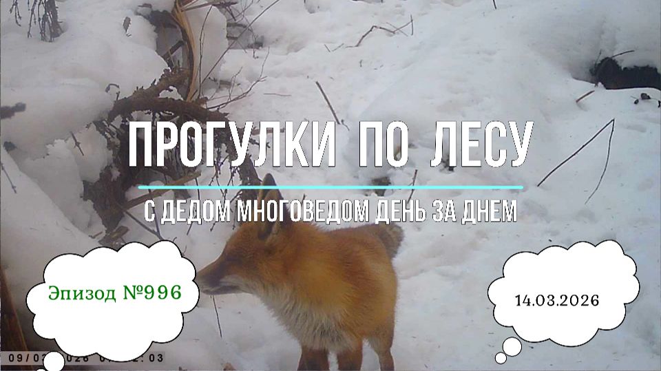 Прогулки по лесу. День за днем с дедом Многоведом. 14 марта 2026г. Эпизод 998.
