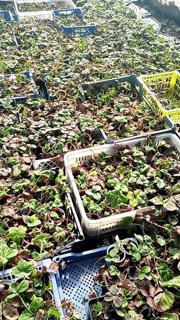 начинаем сезон, осмотр перезимовавших растющек