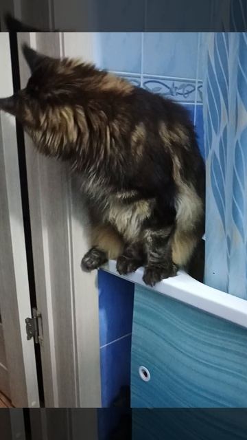 Сёма караулит Кобрюшу