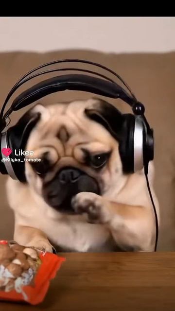 мопс пробует орешки бигбоб