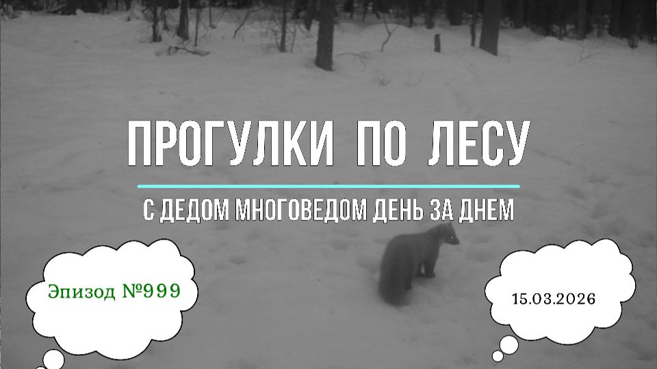 Прогулки по лесу. День за днем с дедом Многоведом. 15 марта 2026г. Эпизод 999.