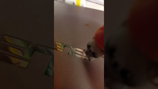 выживание маленького котёнка в городе.