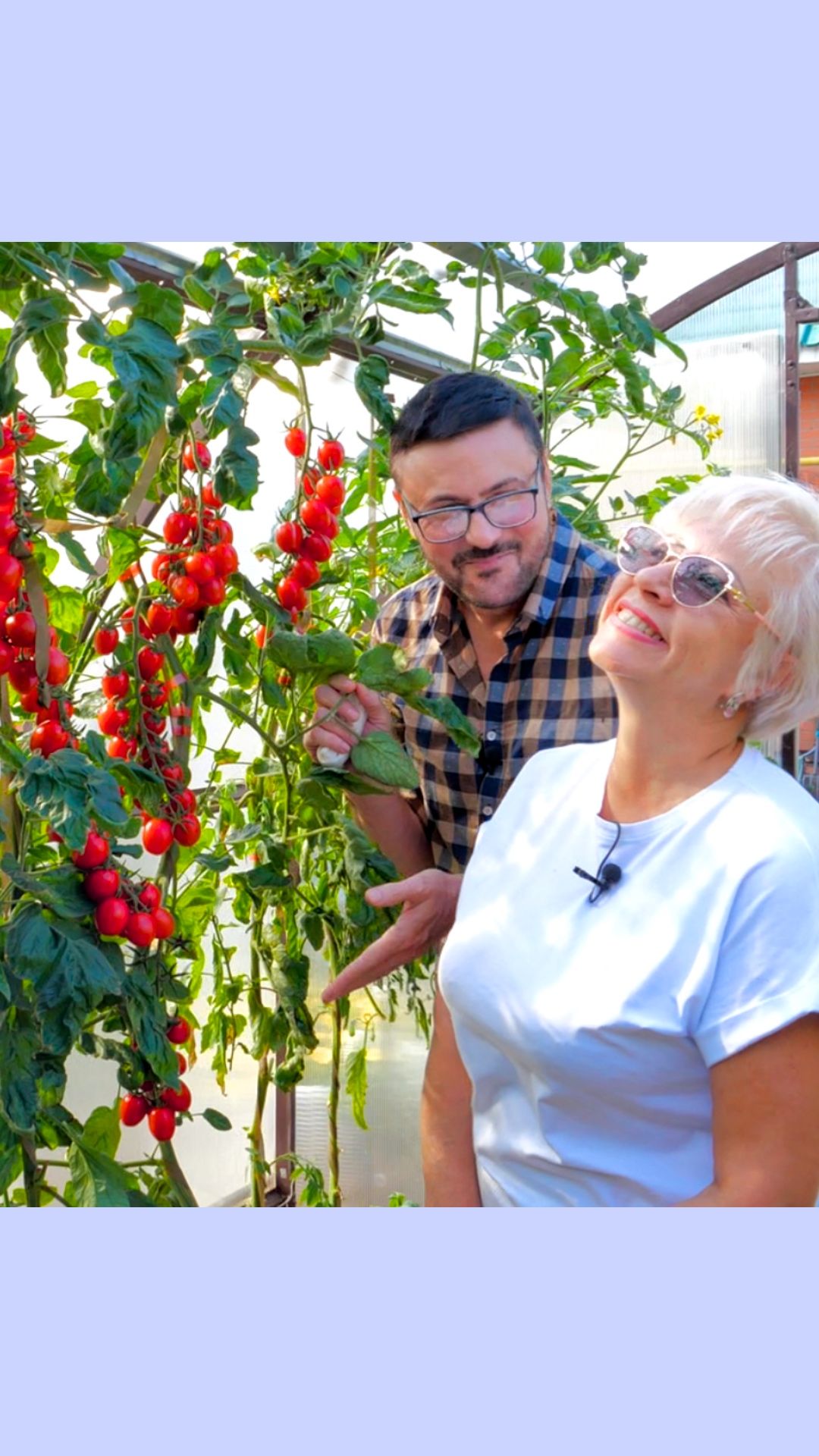 Шикарный томат черри для новичков